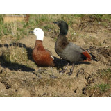 Paradise Shelducks